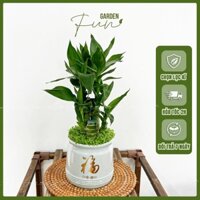 Cây Phát Tài Khúc 3 thân, Cây Phong Thủy, Cây Trúc Phát Tài để bàn (Mẫu chậu ngẫu nhiên)