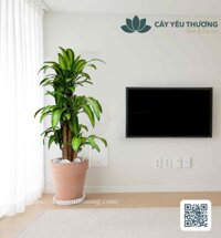 Cây phát tài khúc Chậu đất nung trồng cây loại lớn
