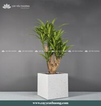 Cây phát tài khúc gốc lớn - Chậu Trồng Cây Cỡ Lớn