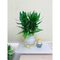 Cây Phát Tài Lộc Nhỏ đại(3 thân cây+ bình nhựa có tặng kèm sỏi)thân cây to và dễ sống, thuỷ sinh