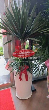 Cây Phát Tài Núi (Cây Đại Lộc) - chậu cây làm quà tặng sang trọng,ý nghĩa