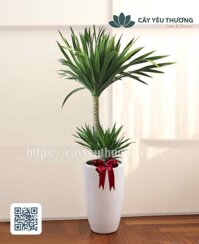 Cây phát tài núi gốc lớn Chậu sứ trồng cây giá rẻ TPHCM