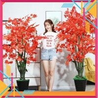 Cây phong lá đỏ 1,9m -cây giả - Kho Sỉ Tuyên Quang