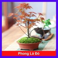Cây phong lá đỏ - cây cảnh để bàn (Ảnh thật)