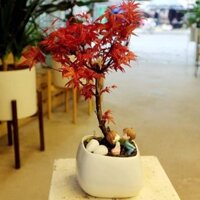 CÂY PHONG LÁ ĐỎ CÂY GHÉP SIÊU XINH