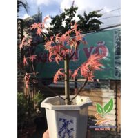 Cây Phong lá đỏ Nhật Bản cây Mini