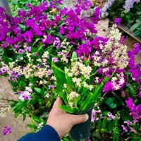 Cây phong lan Vũ nữ đang hoa thơm ngát.