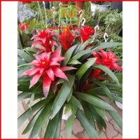 Cây phong lộc hoa đỏ và vàng ( gió đưa lộc về) cây phong thuỷ tuổi Sửu Minh Hân Garden