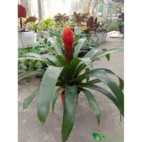 Cây Phong Lộc Hoa Trang Trí Tết Cao khoảng 40cm trở lên