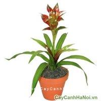 Cây phong lộc hoa