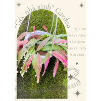 CÂY PHONG THỦY Chậu Quỳnh "Ngọc Trai" sz trung