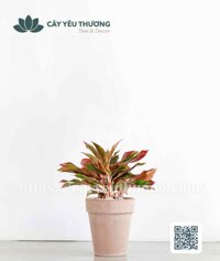 Cây phú quý Chậu đất nung trồng cây loại lớn