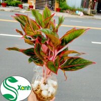 Cây phú quý thủy sinh- cây phong thủy