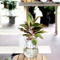 Cây phú quý thủy sinh để bàn | Cây thủy sinh