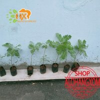 cây phượng tím cây giống ( combo 5 cây )