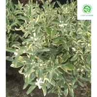 Cây quất  -cẩm thạch -cây tắc cao 40-50 cm.