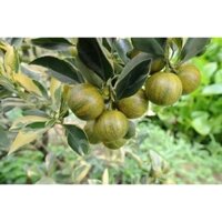 Cây quất cẩm thach