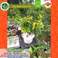 Cây quất cảnh chơi tết 2021 - Cao 50cm nhiều lộc