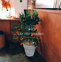 Cây quất cảnh chưng tết