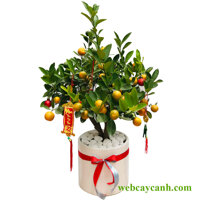 Cây Quất Cảnh nhỏ