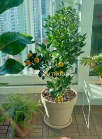 Cây quất cảnh trồng ngày tết