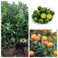 CÂY QUẤT CHUA CÓ QUẢ CỠ NHỠ