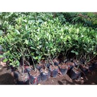 CÂY QUẤT GIỐNG. [ CÂY NHƯ HÌNH ] (