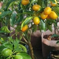 Cây Quất Ngọt, Có Trái Sẵn, Cây Đẹp Cao 80cm