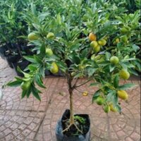 Cây quất ngọt lạng sơn có quả