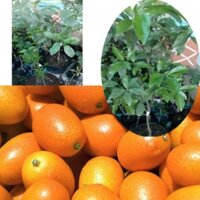 Cây quất ngọt siêu lùn đang trái