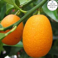 Cây quất ngọt thái lan cao 50cm (ảnh thật số 2)..