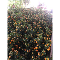 cây quất Tết siêu trái,lá siêu xanh,cành cây cứng cáp, sim xuê