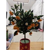 Cây Quất Tết