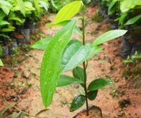 Cây quế, cây quế, giống quế cực thơm, quế bầu giống to khỏe số lượng 5 cây
