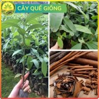 Cây quế giống cây Yên Bái cao khoảng 30-40 cm,cây bầu rễ khỏe mạnh
