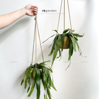 Cây Quỳnh Ngọc Trai - Red Mistletoe Cactus, Cây Ưa Nắng Đã Thuần Khí Hậu Sài Gòn