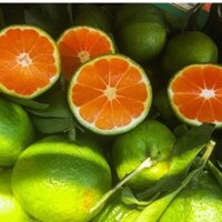 Cây quýt đường Ôn châu giống (có bảo hành và được kiểm tra hàng trước khi thanh toán)