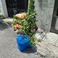 Cây Quýt Đường ( sẵn trái )