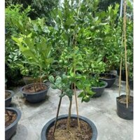 Cây quýt đường