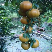 Cây quýt hồng Lai Vung ( cây ghép chuẩn giống siêu sớm)