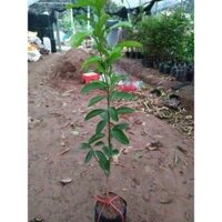 Cây quýt mỹ (phuongboutiquedk)