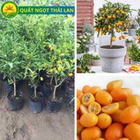 Cây Quýt Ngọt Thái Lan Không Hạt Siêu Trái, Cây Choai Cho Quả Sau 1 Năm Trồng