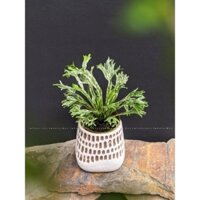 Cây Ráng ổ phụng Asplenium nidus variegata - 1M2  OF VIBES
