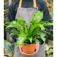 Cây Ráng Ổ Phụng-Asplenium Nidus