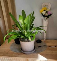 Cây ráng ổ phụng để bàn đẹp,giá rẻ