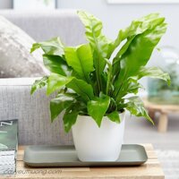 CÂY RÁNG Ô PHỤNG