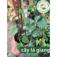 Cây Rau Lá: chậu cây lá giang - cây lá dang, lá lồm - nấu canh chua, nấu lẩu - thanh nhiệt cơ thể