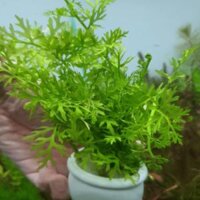 Cây Rau Má Sừng Hươu - Cây Thủy Sinh cho hồ cá, bể cá