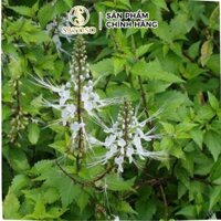 Cây Râu Mèo Khô SATOSO