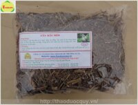 Cây Râu Mèo-Lợi Tiểu, Chữa Viêm Thận